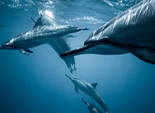 星空体育在线登录-利物浦新星恩古莫哈技巧集锦，这表现什么水平？